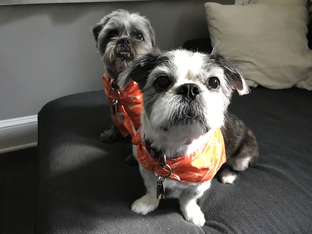 Two adorable dogs sit on a couch wearing orange bandanas