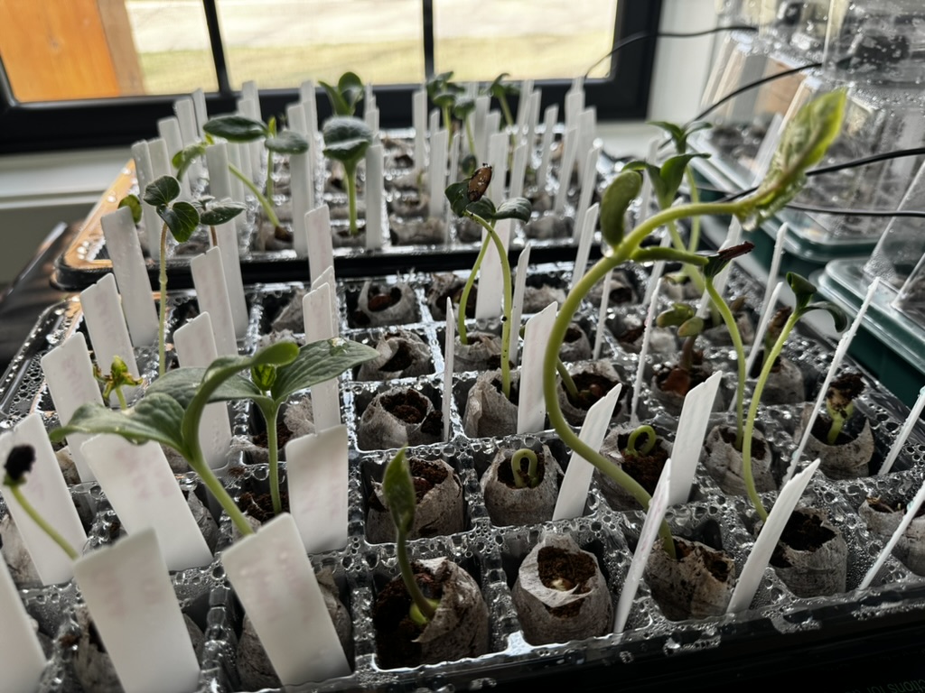 A tray of growing seedlings stretch towards the sun